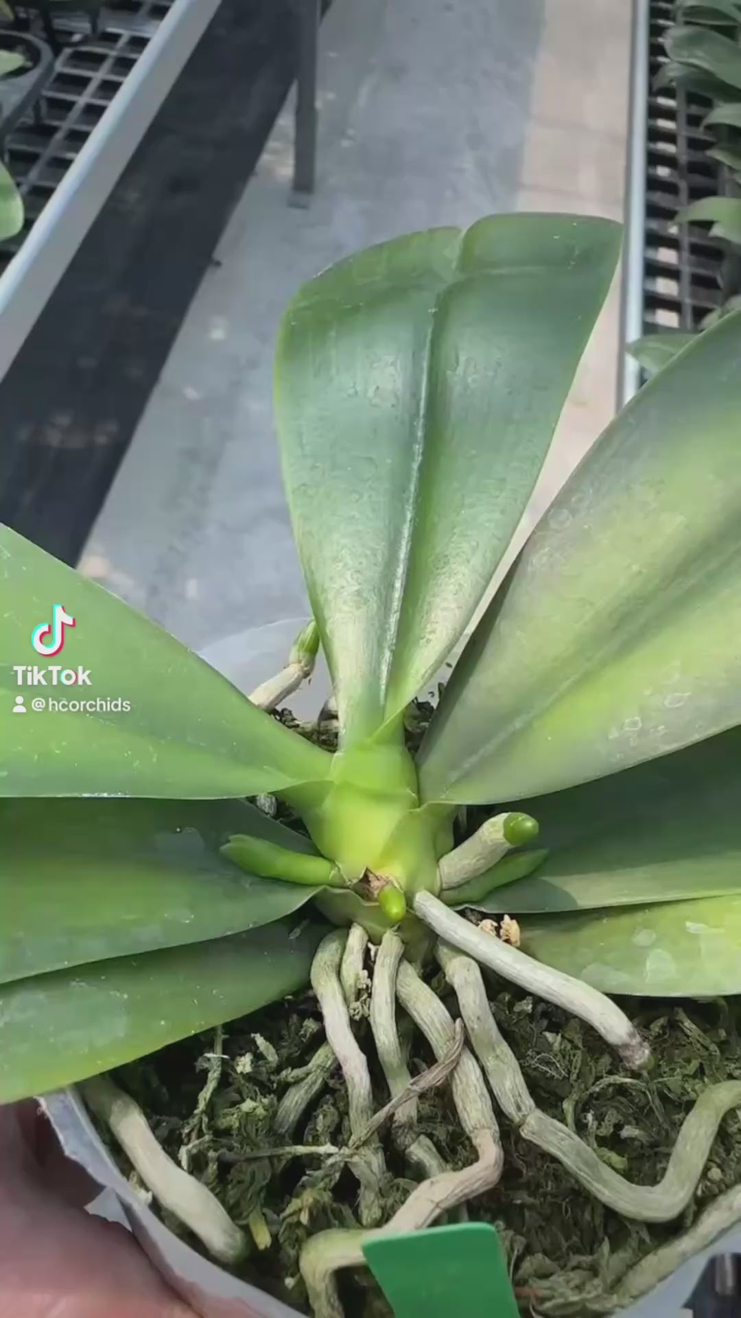 Young Phalaenopsis corningiana ‘Big Tree’ orchid plant with broad green leaves