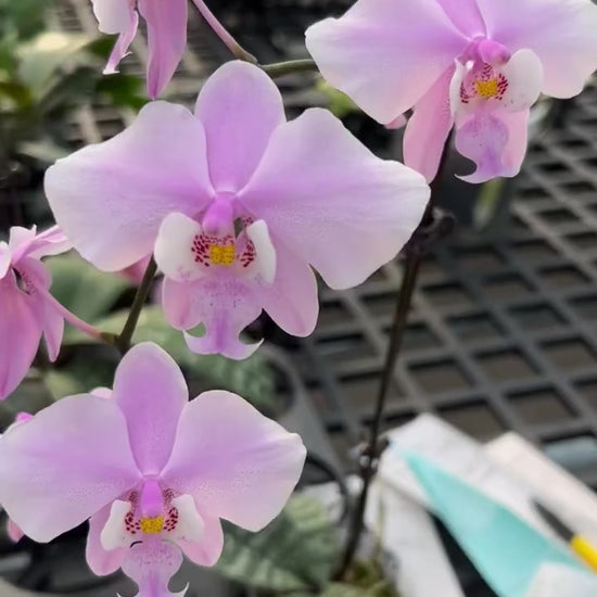 Close-up of pink Phalaenopsis orchid blooms