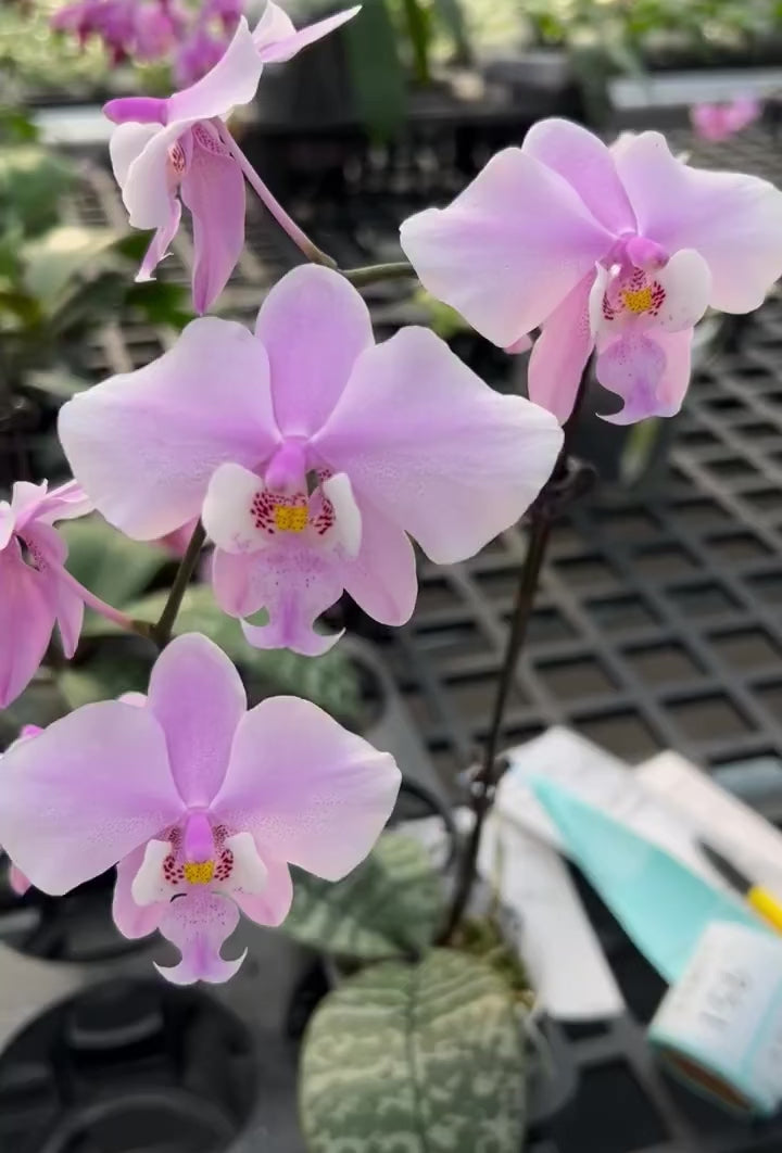 Close-up of pink Phalaenopsis orchid blooms